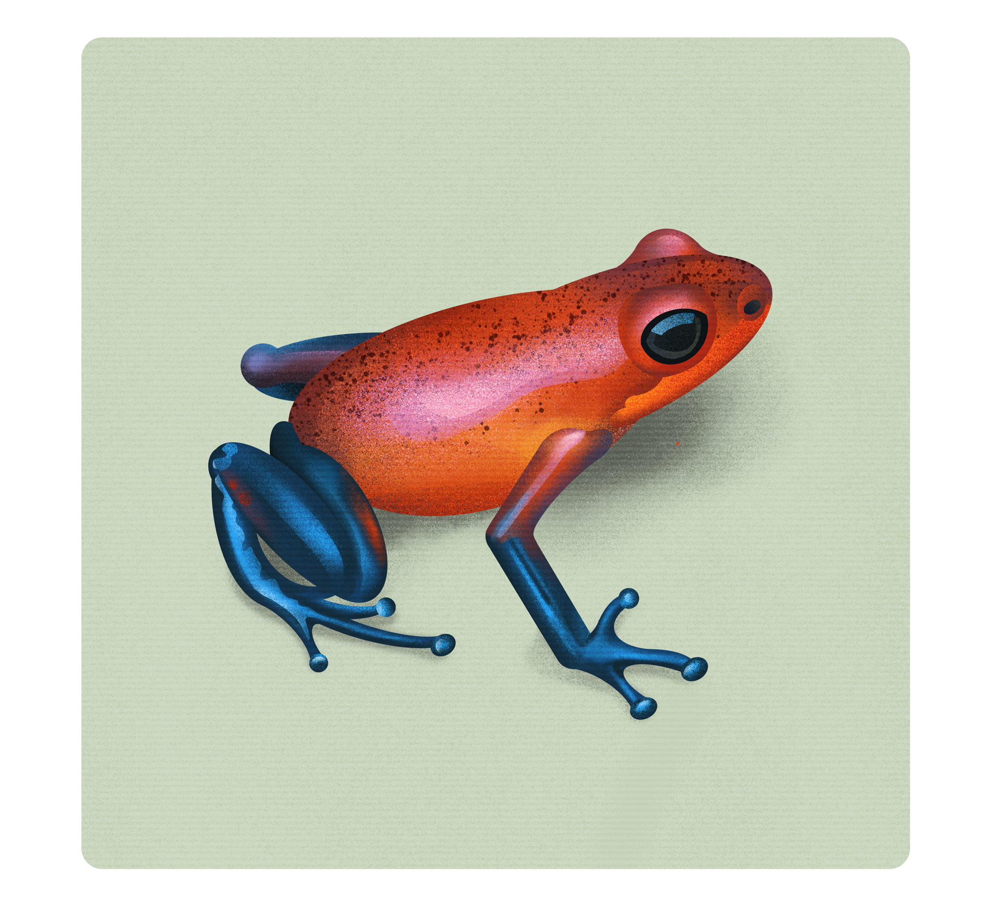 Frog Illustrations |  | Makemark