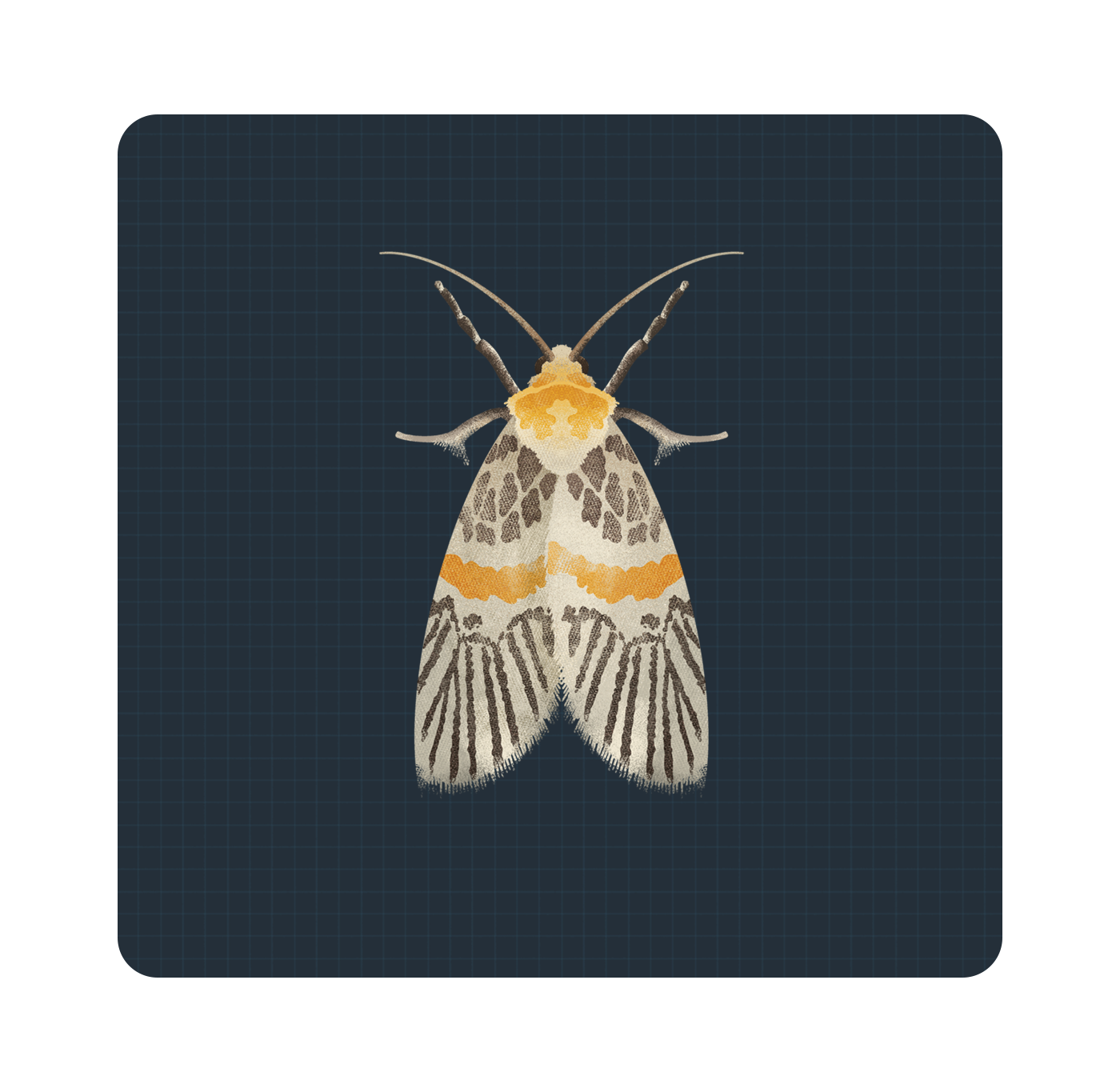 Moth Illustrations |  | Makemark