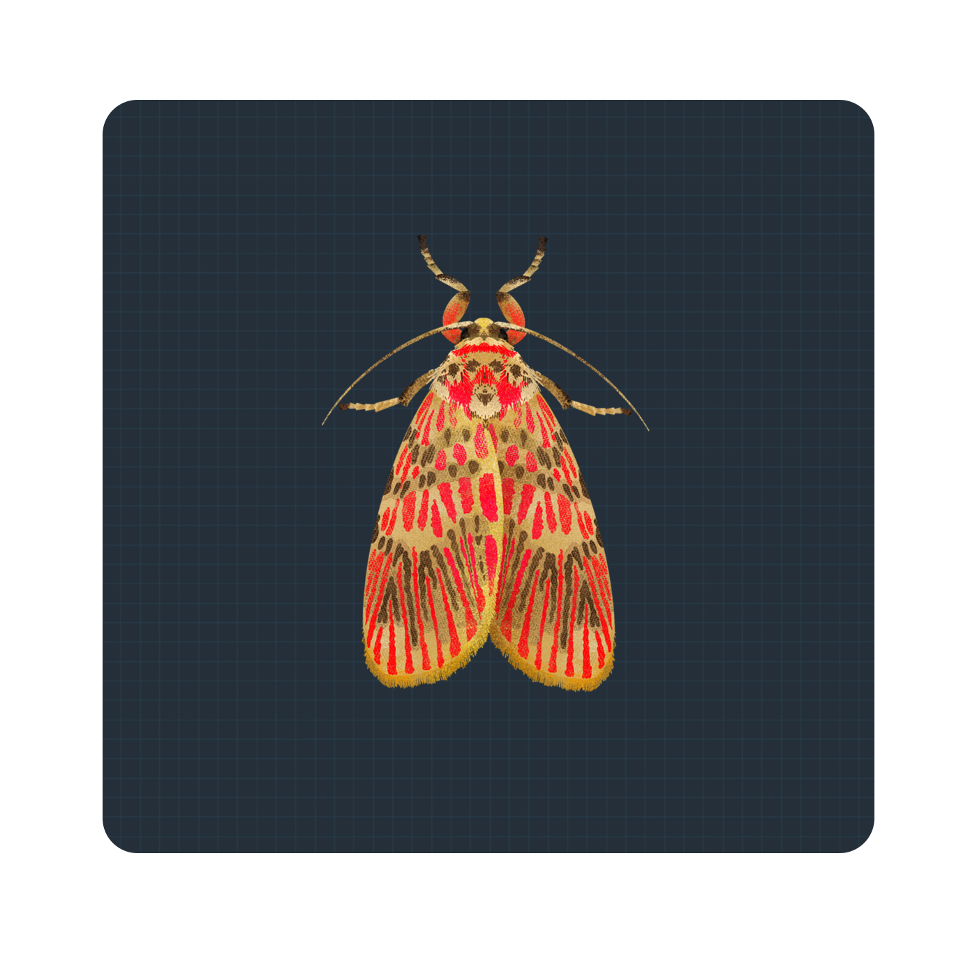 Moth Illustrations |  | Makemark